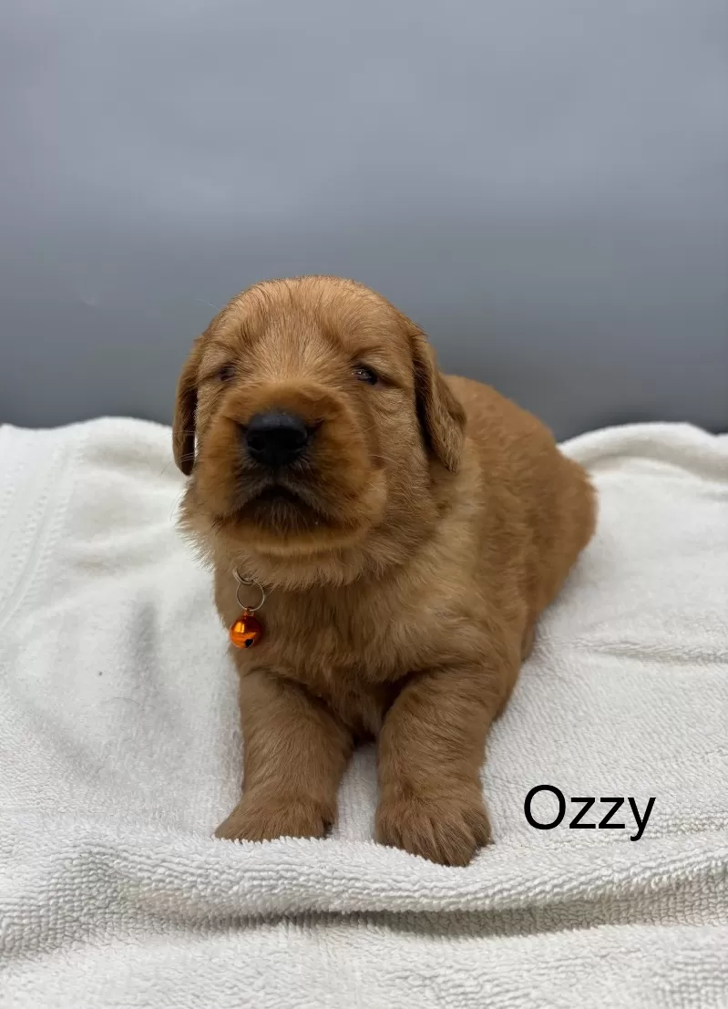 Ozzy