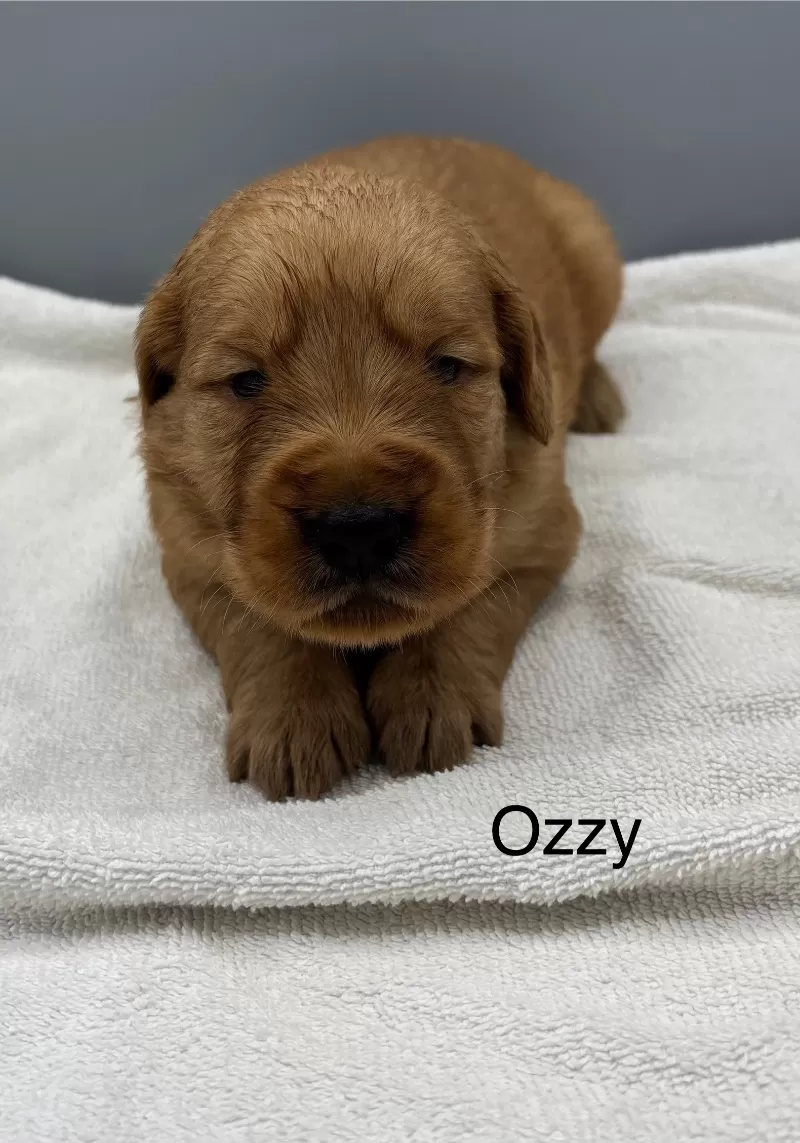 Ozzy