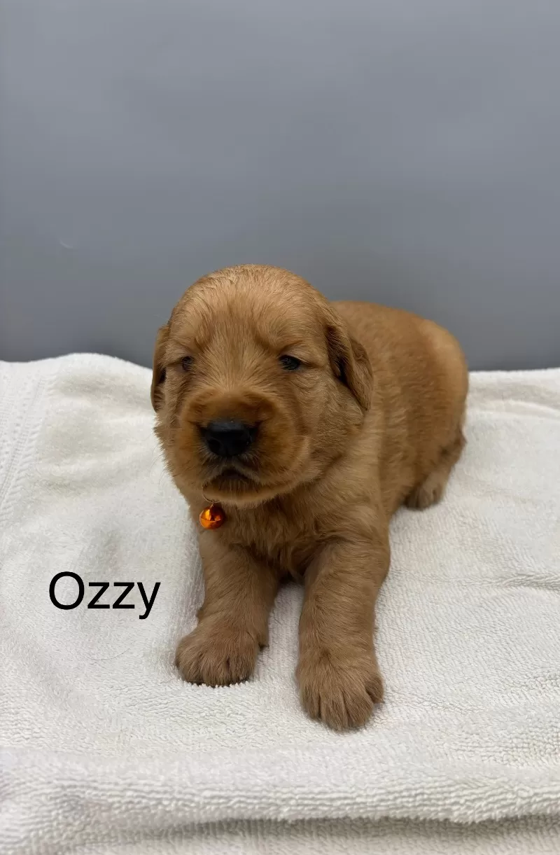 Ozzy