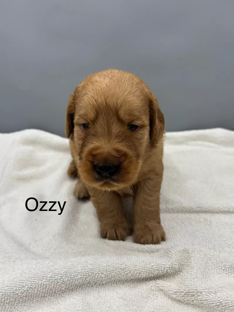Ozzy