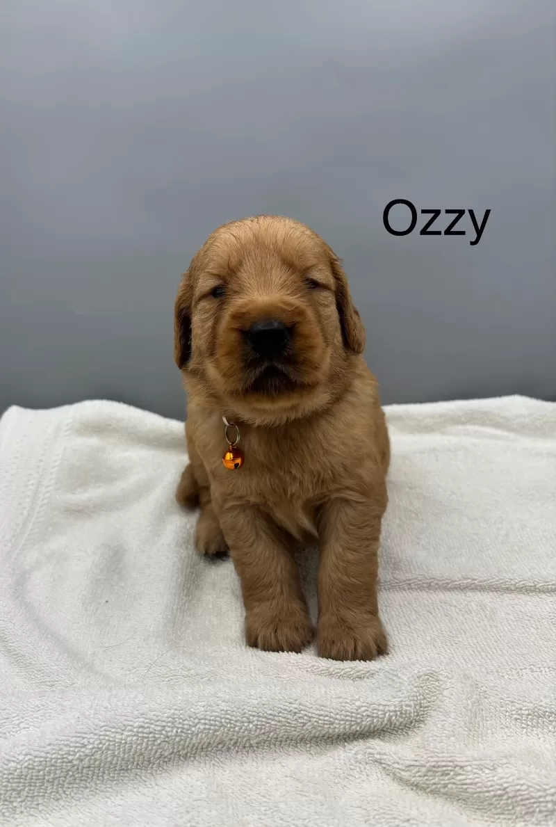 Ozzy