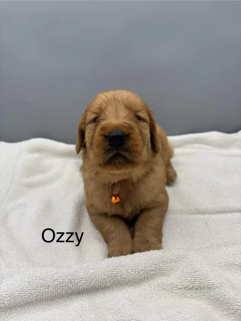 Ozzy