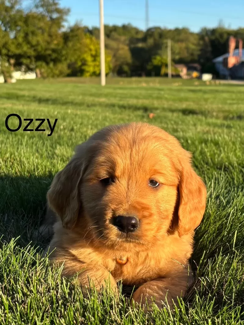 Ozzy