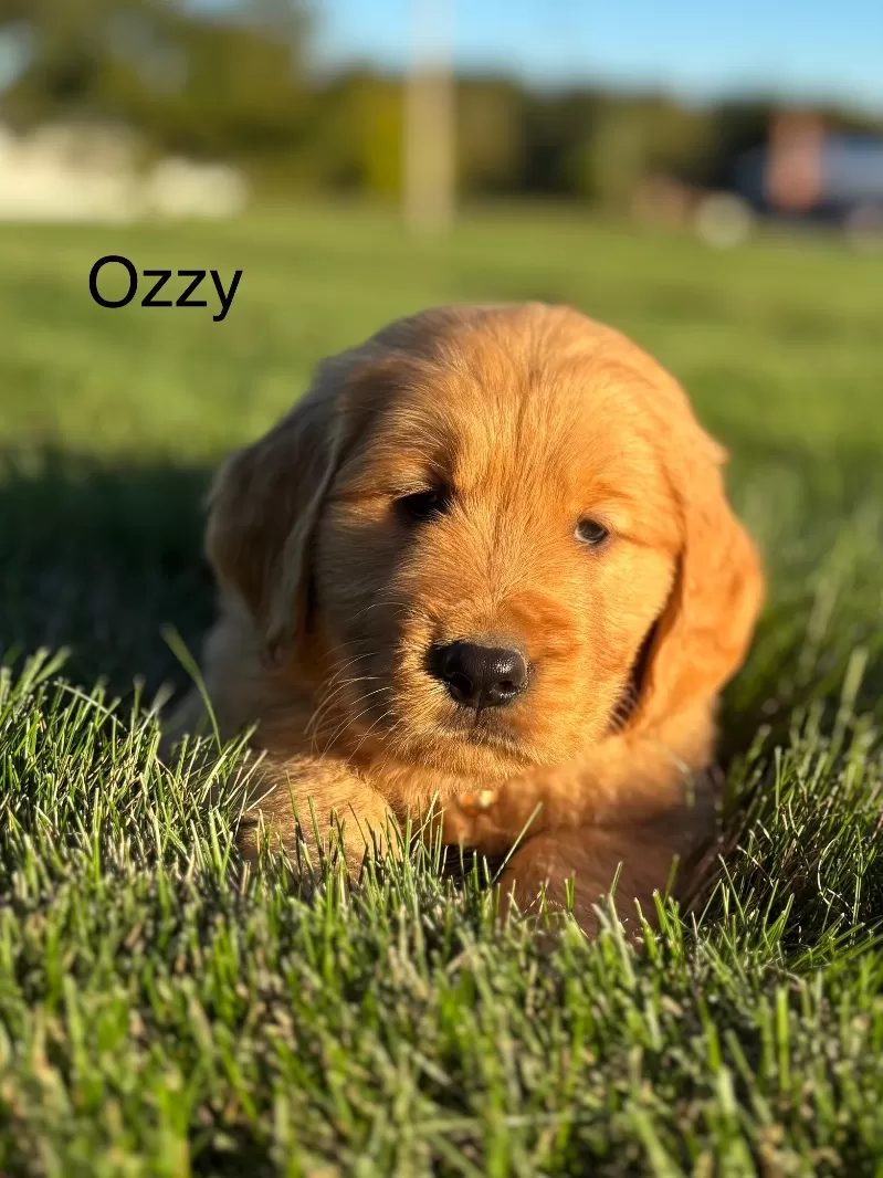 Ozzy