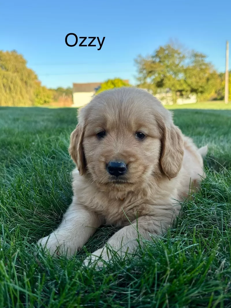 Ozzy