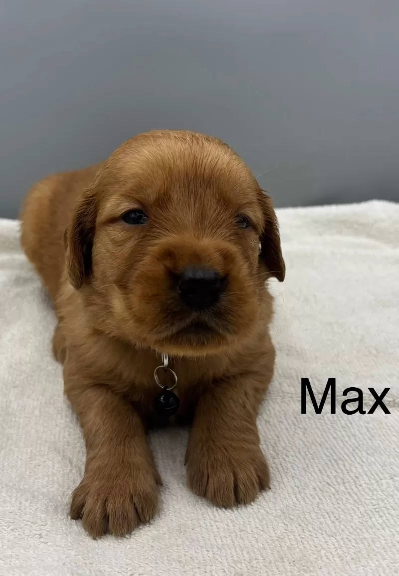 Puppy Name: Max