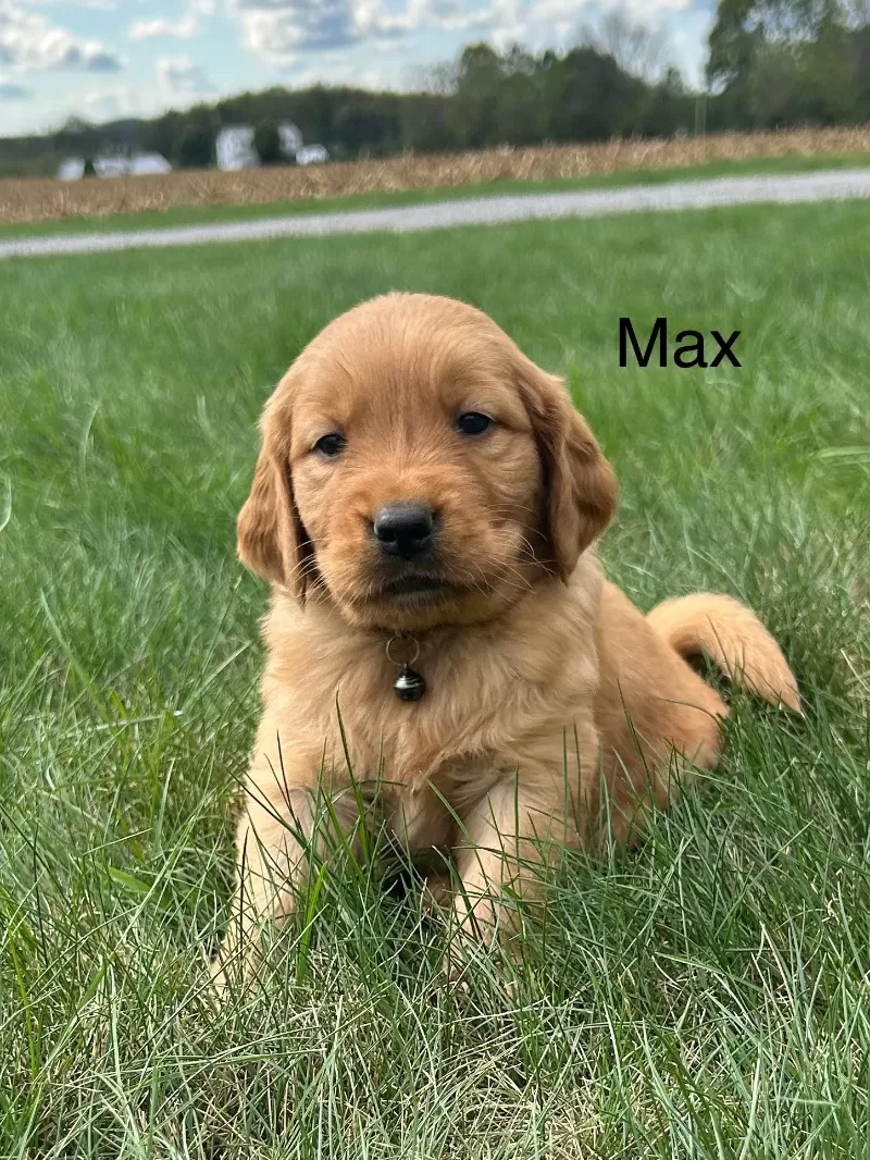 Max
