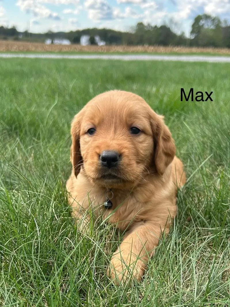 Max