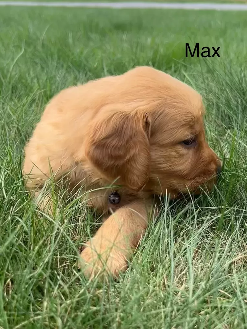 Max