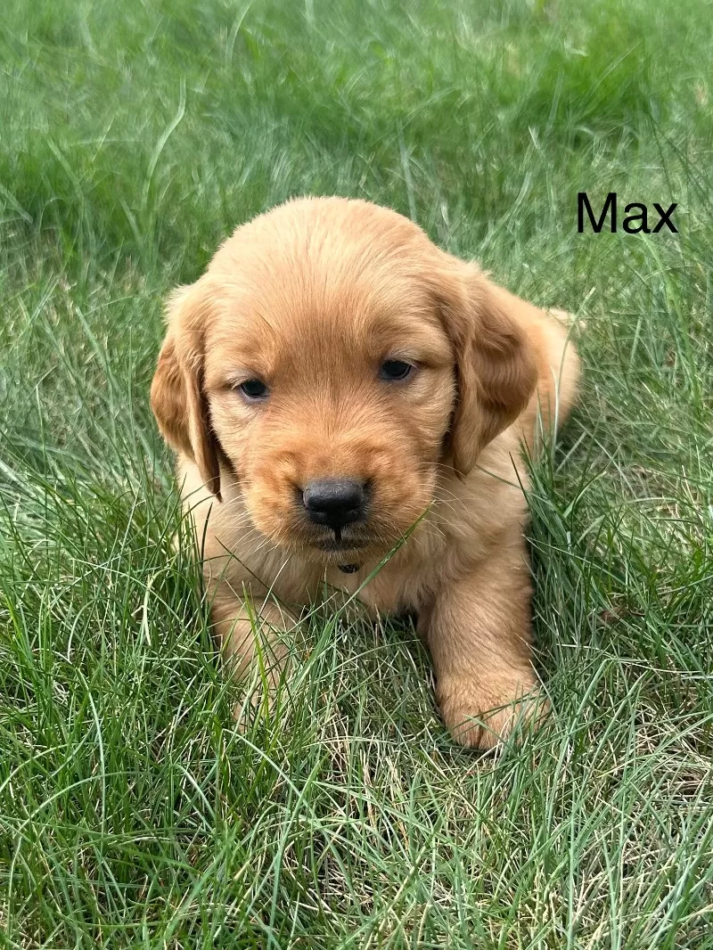 Max