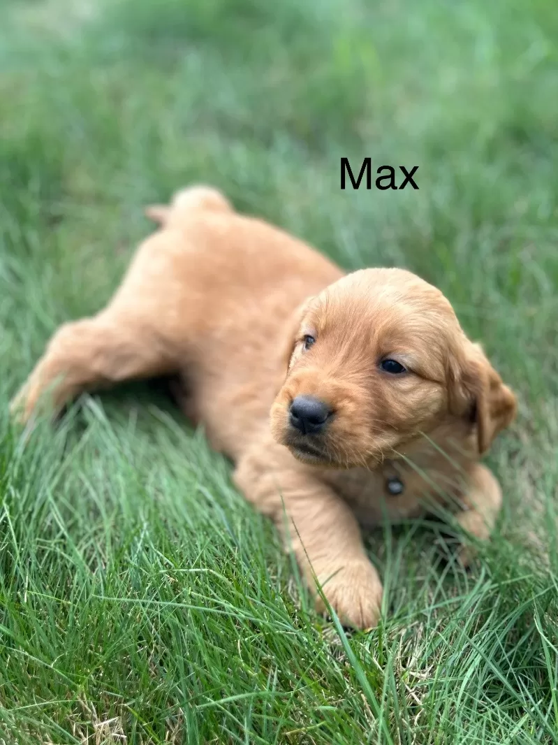 Max