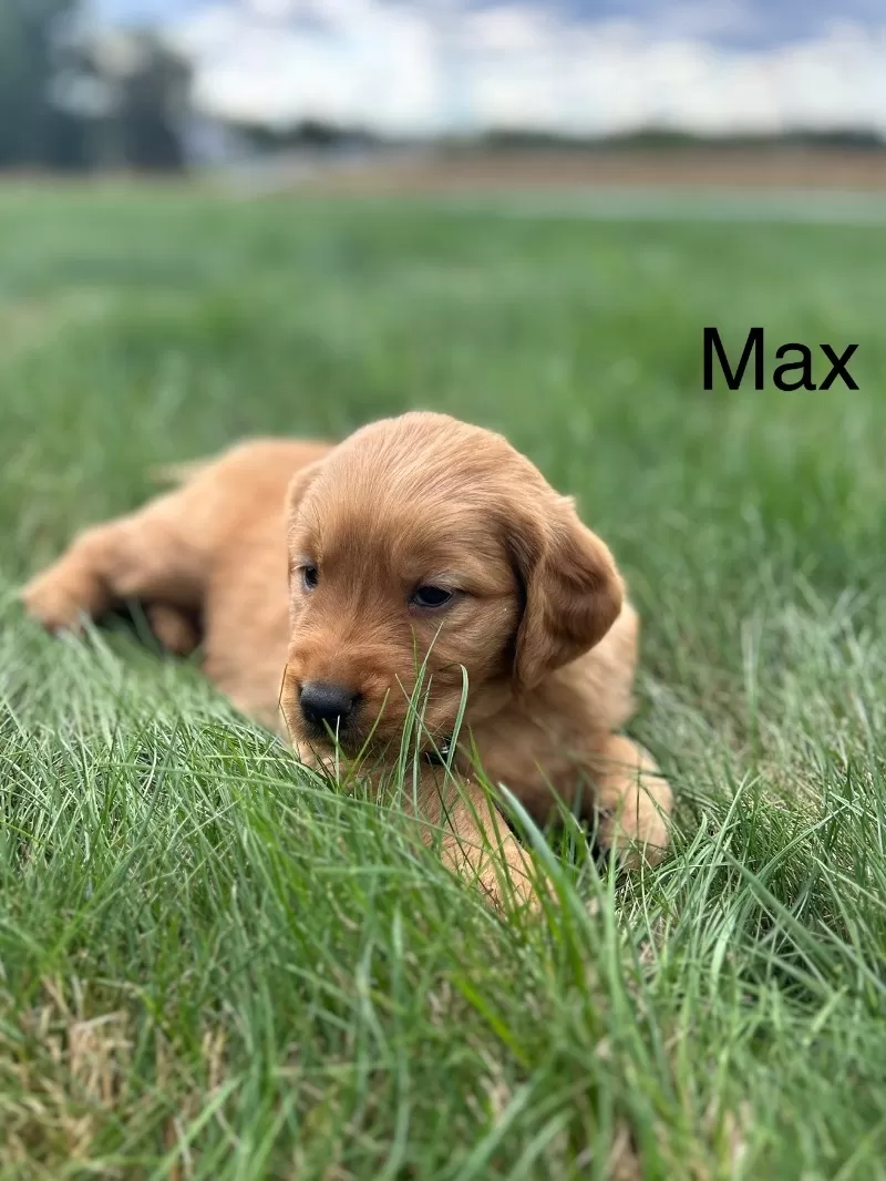 Max