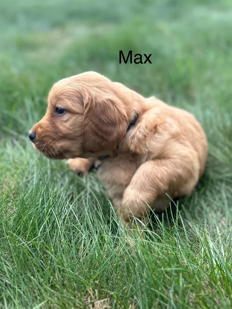 Max