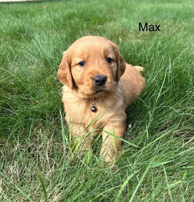Max