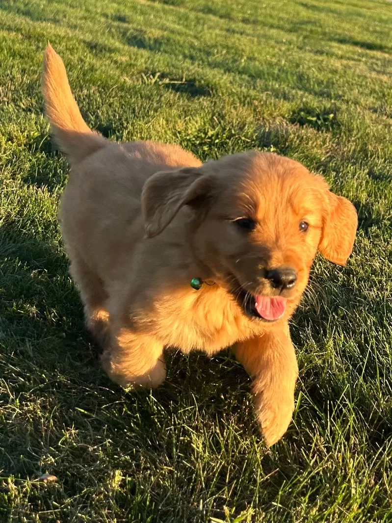 Buddy