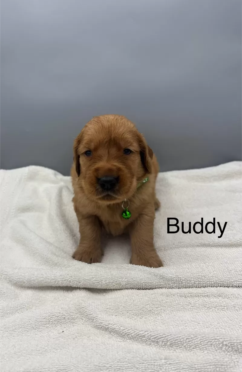 Puppy Name: Buddy