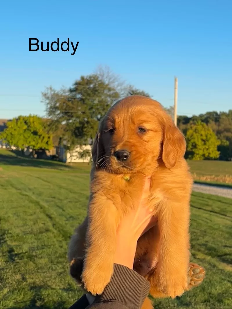 Buddy