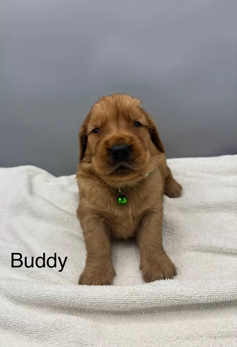 Buddy