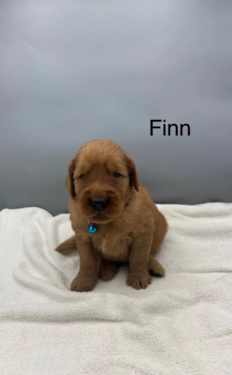 Puppy Name: Finn