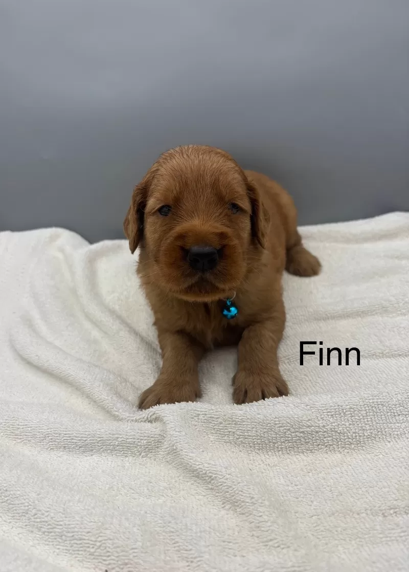 Finn