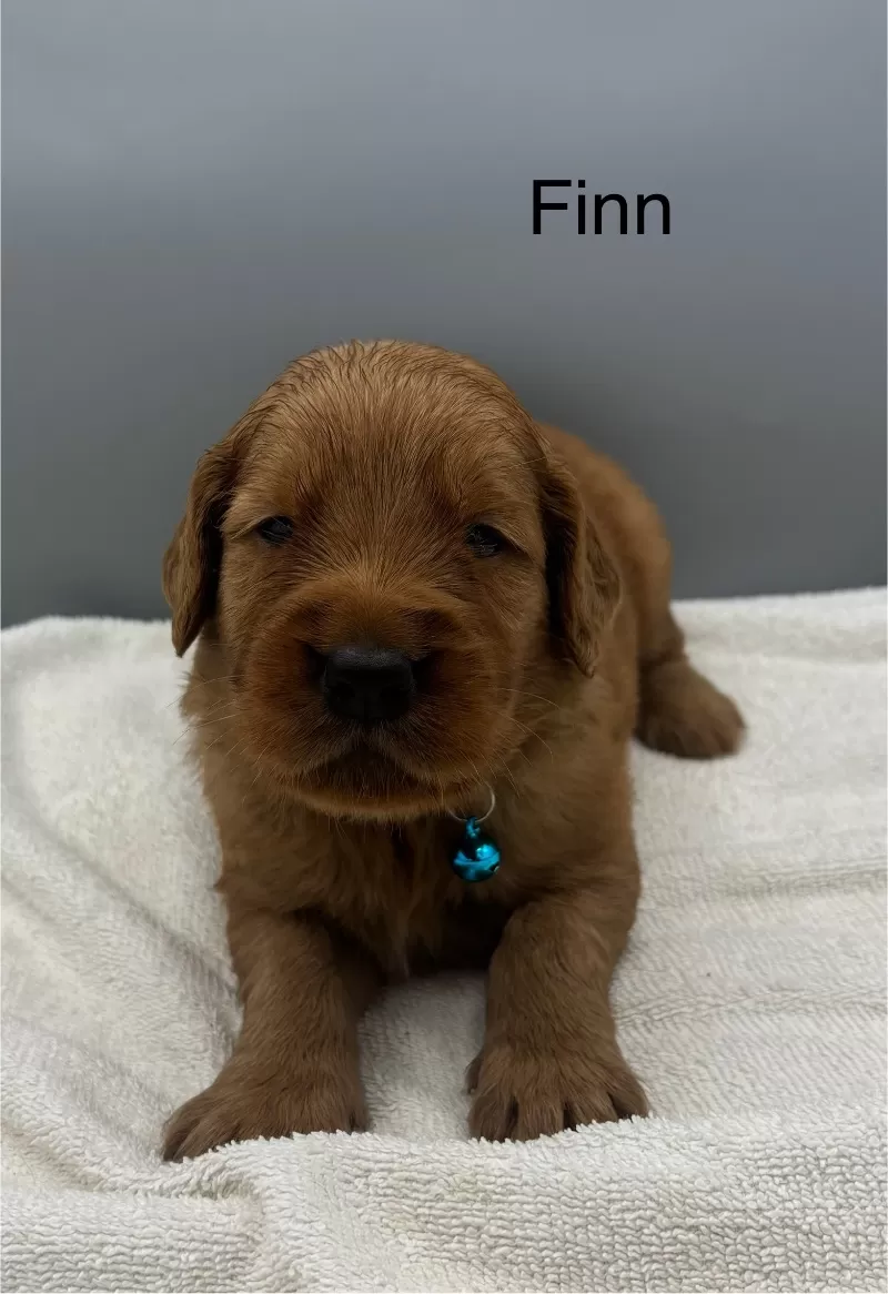 Finn