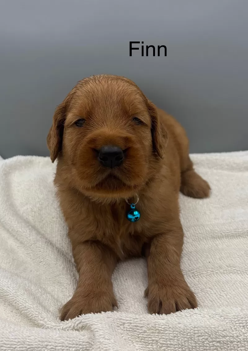 Finn