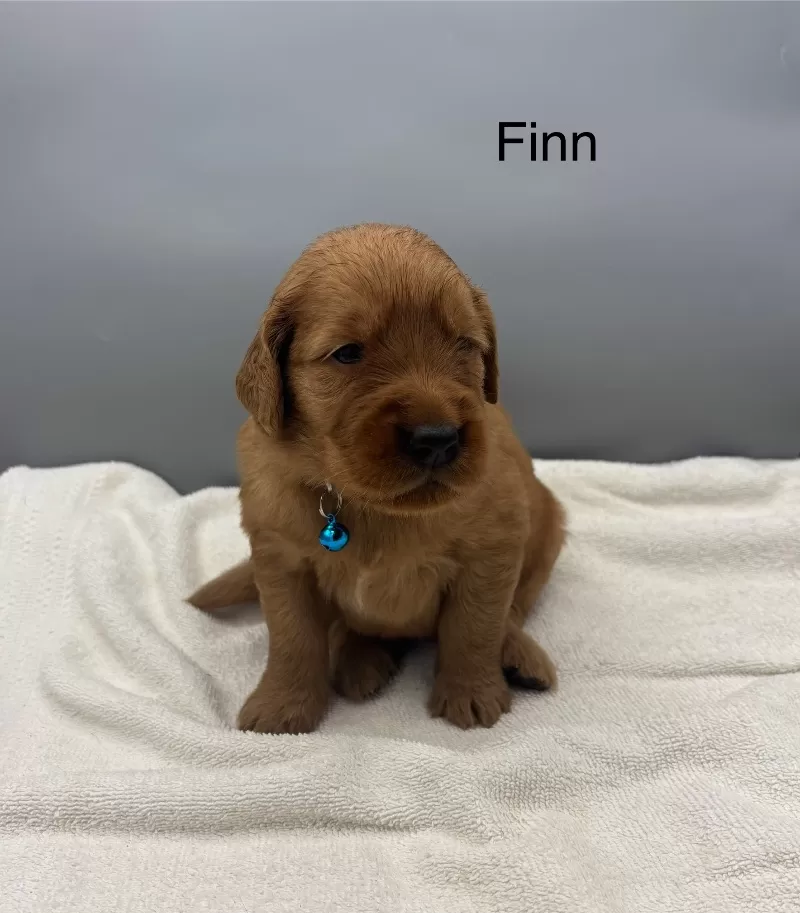 Finn