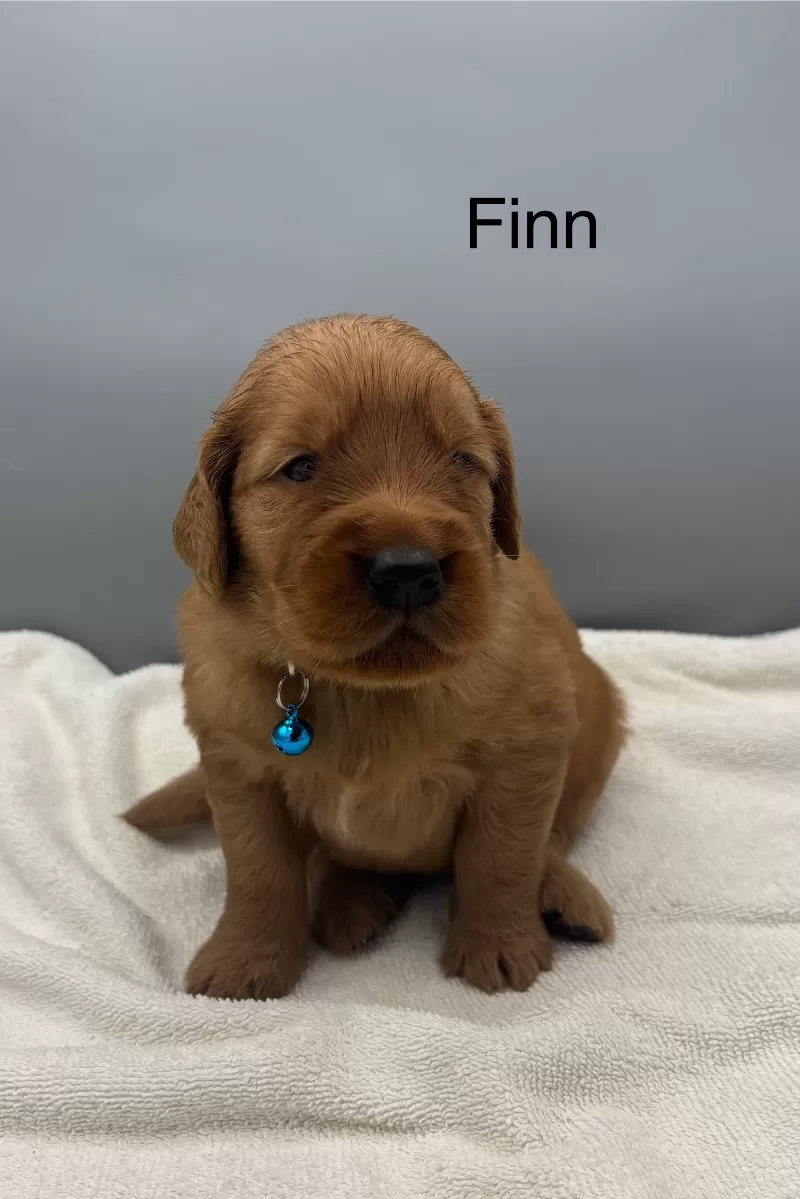 Finn