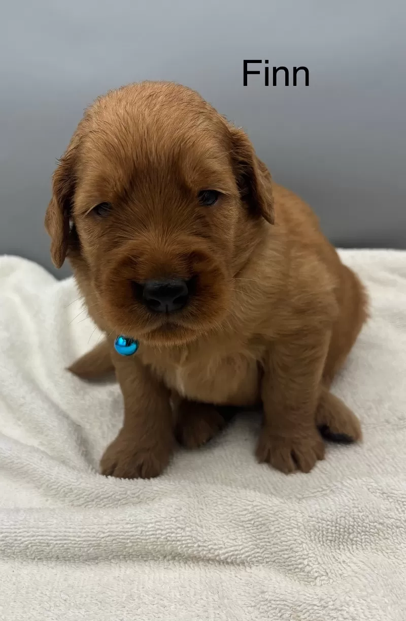 Finn