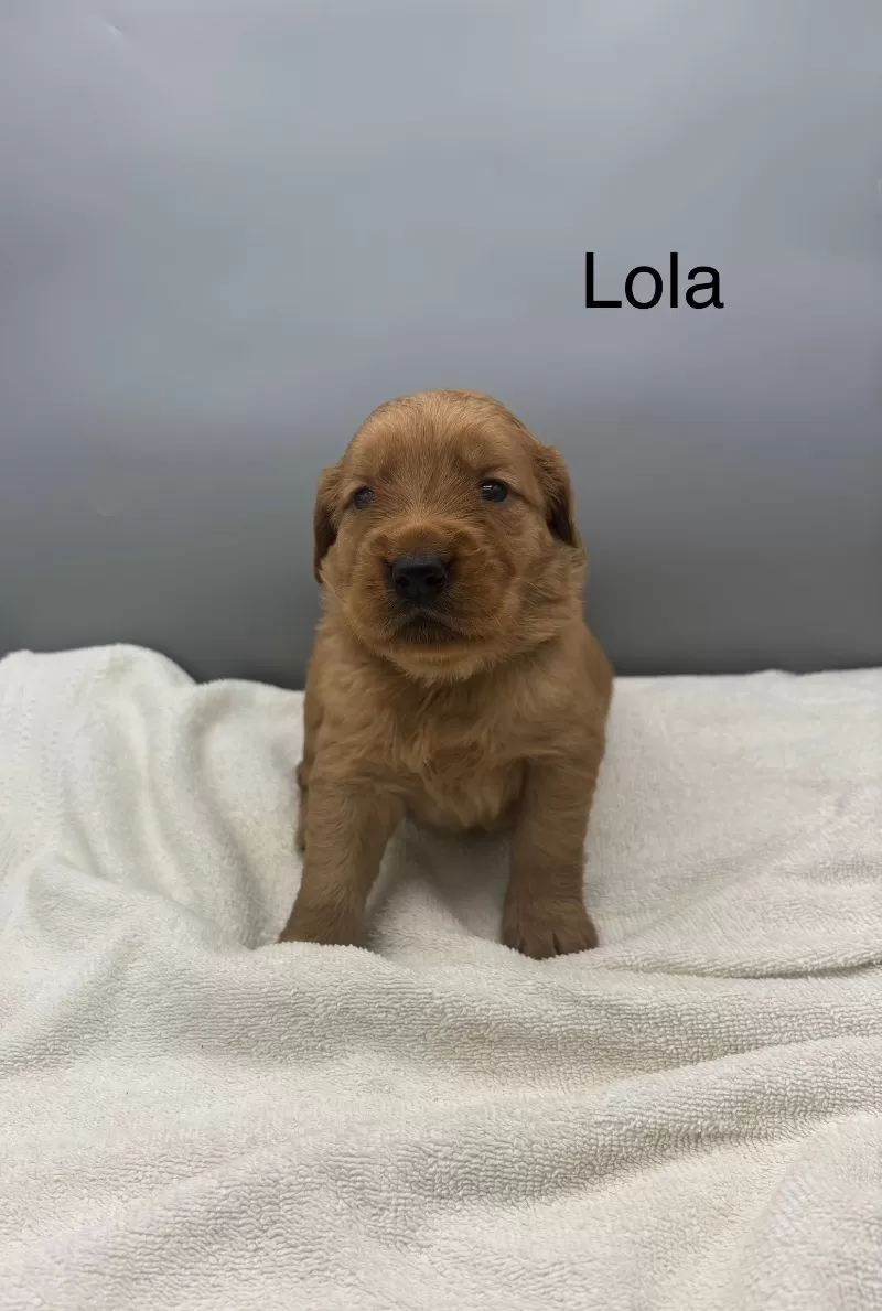 Puppy Name: Lola