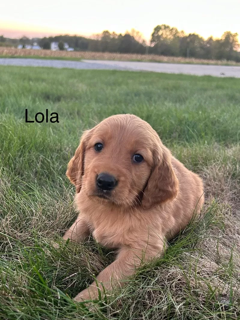 Lola