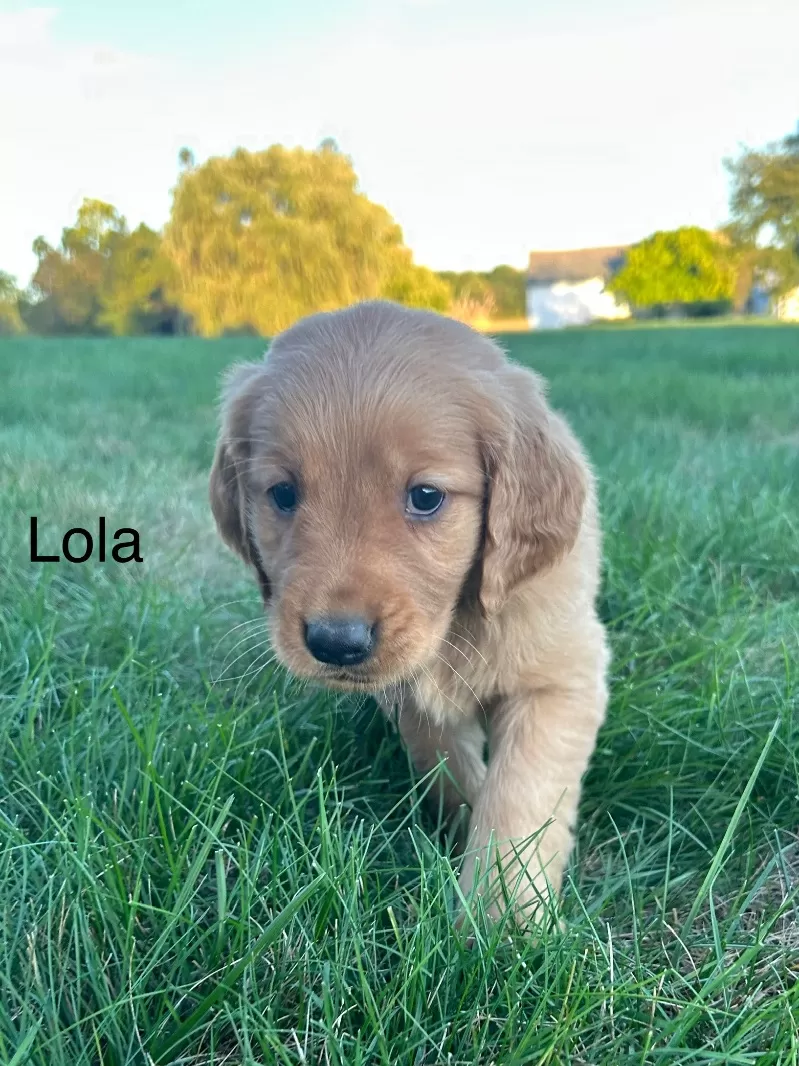 Lola