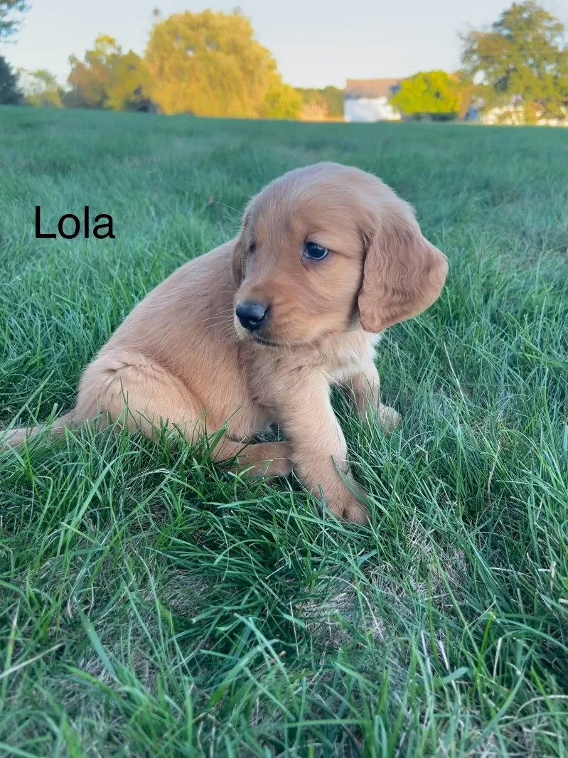Lola