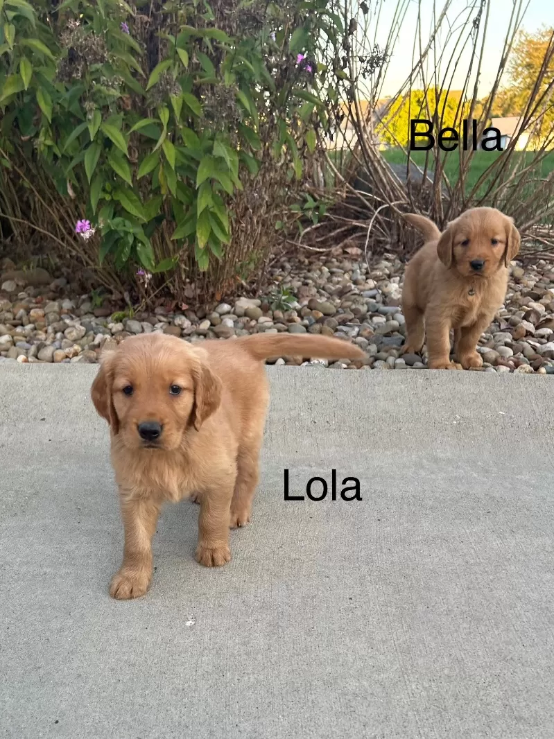 Lola