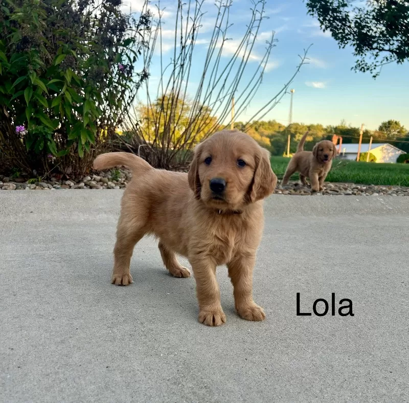 Lola