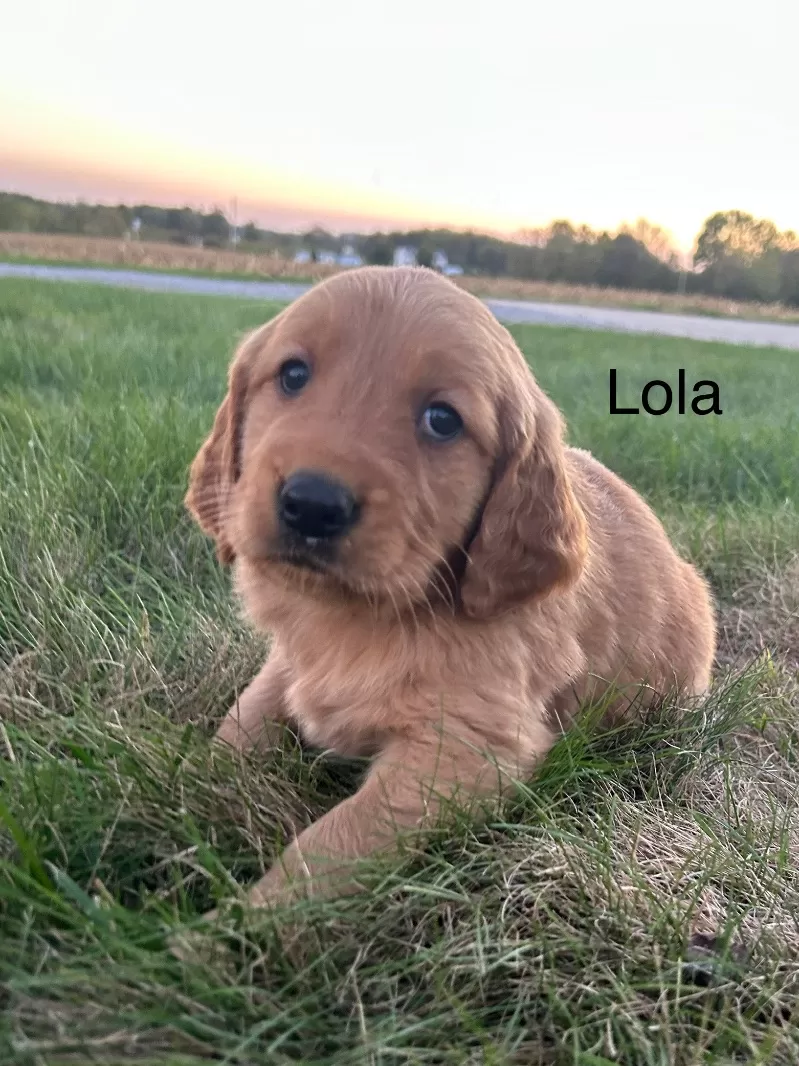 Lola