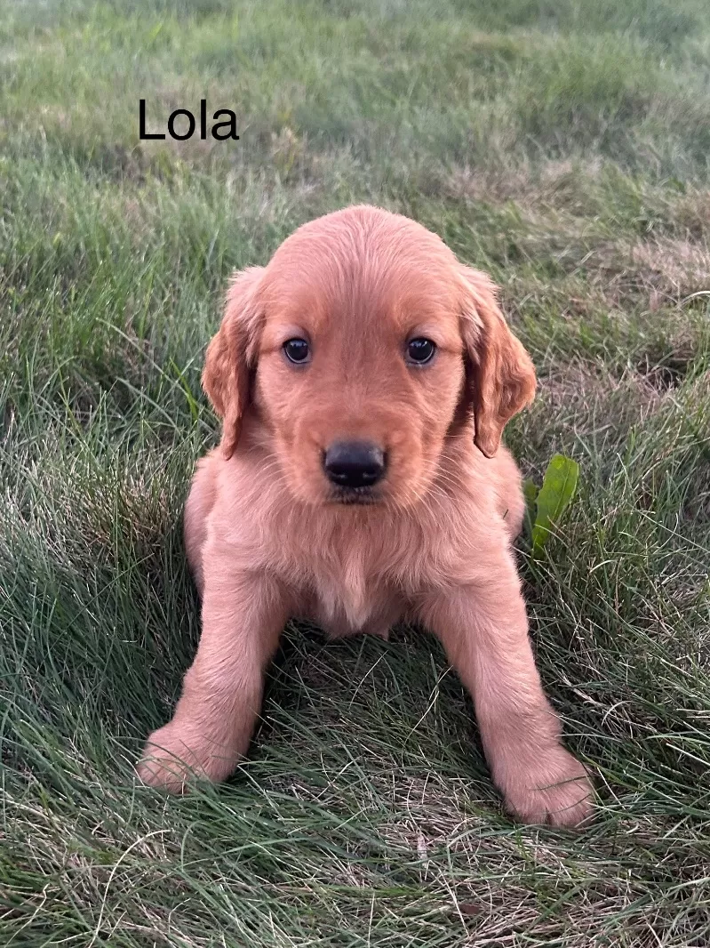Lola