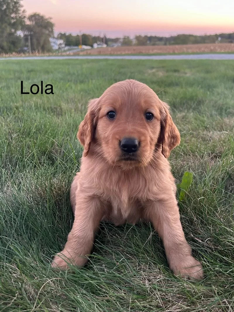 Lola