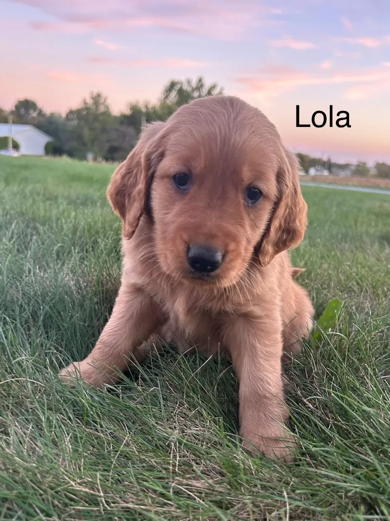Lola