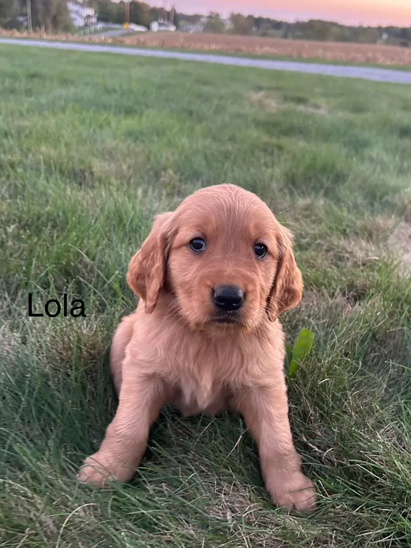 Lola