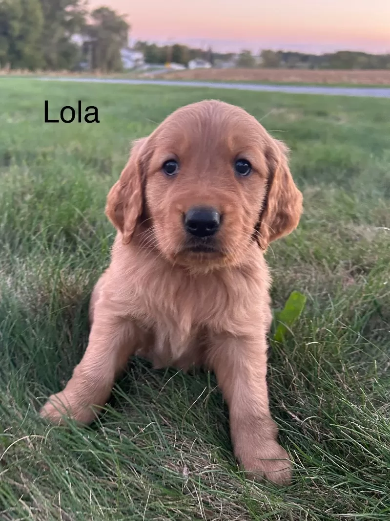 Lola
