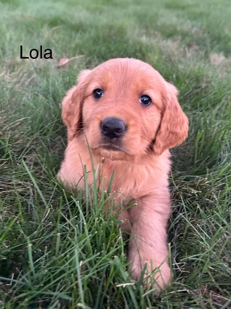 Lola