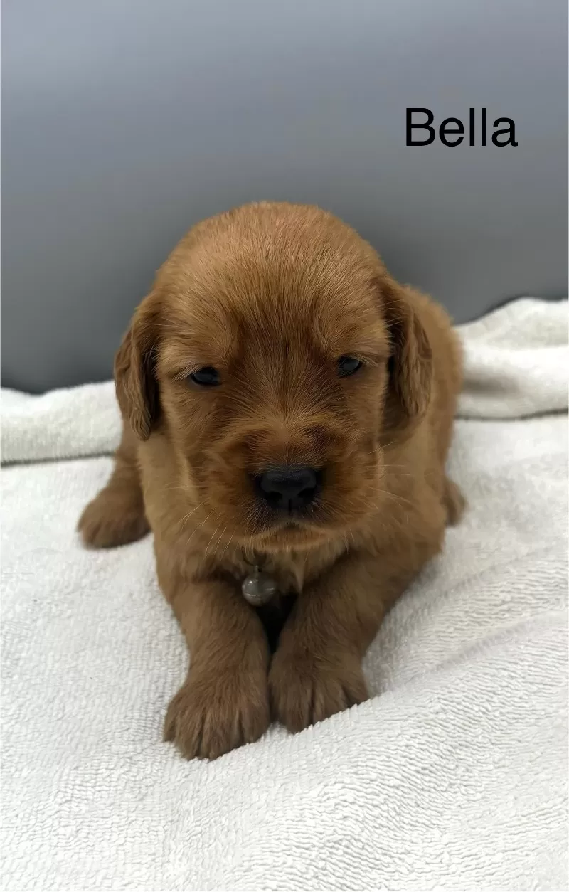 Puppy Name: Bella