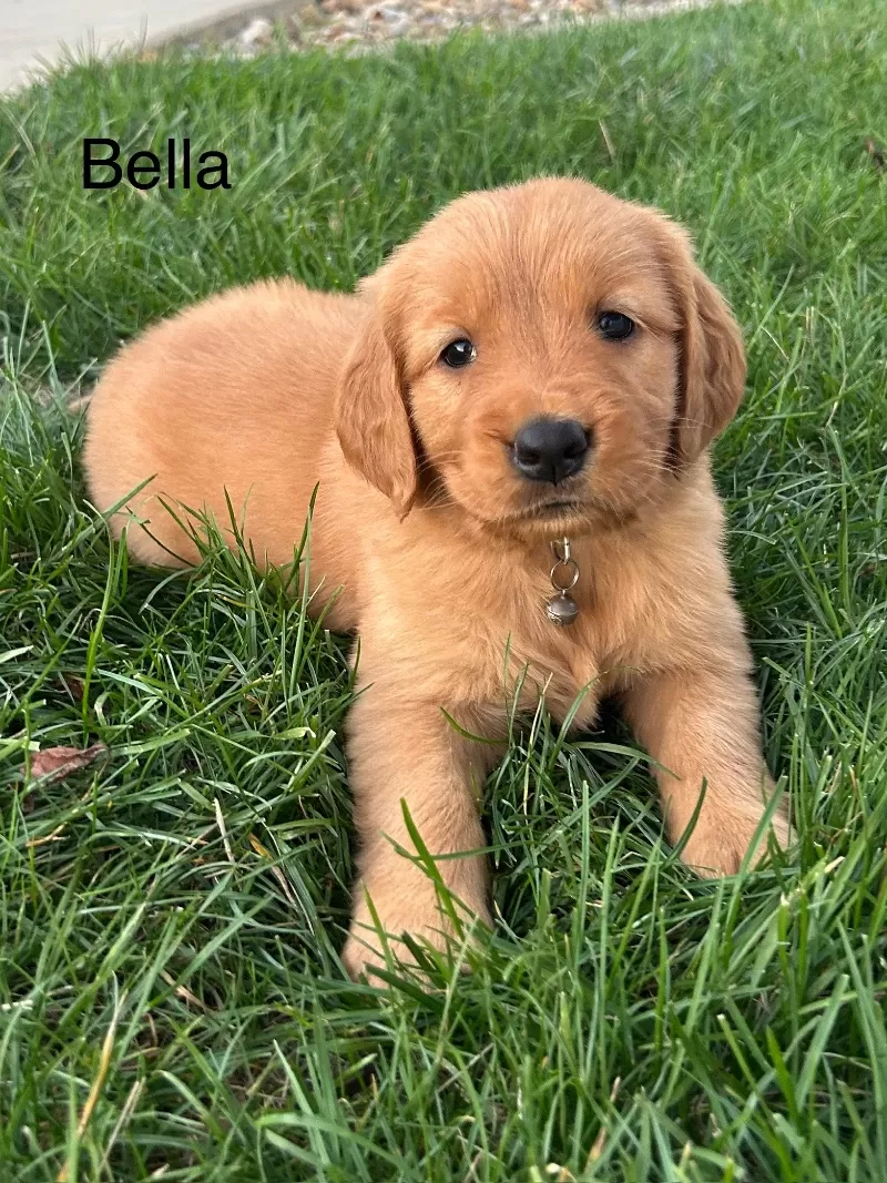 Puppy Name: Bella
