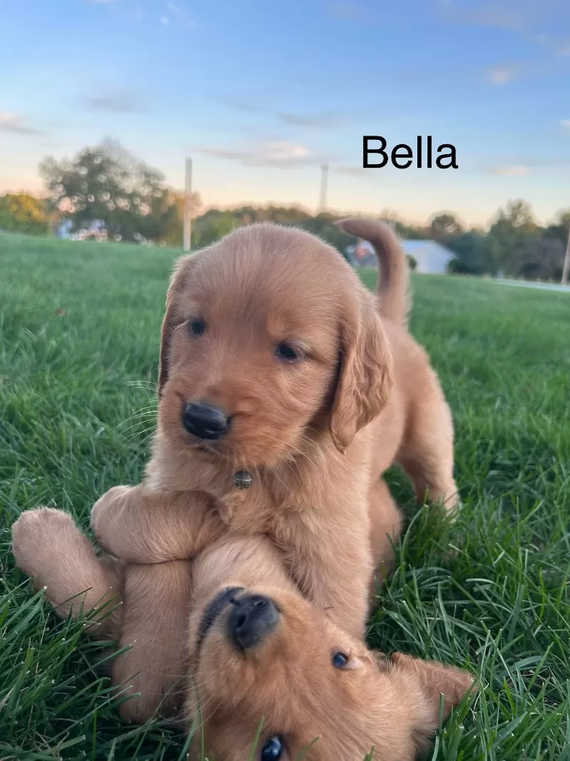 Bella