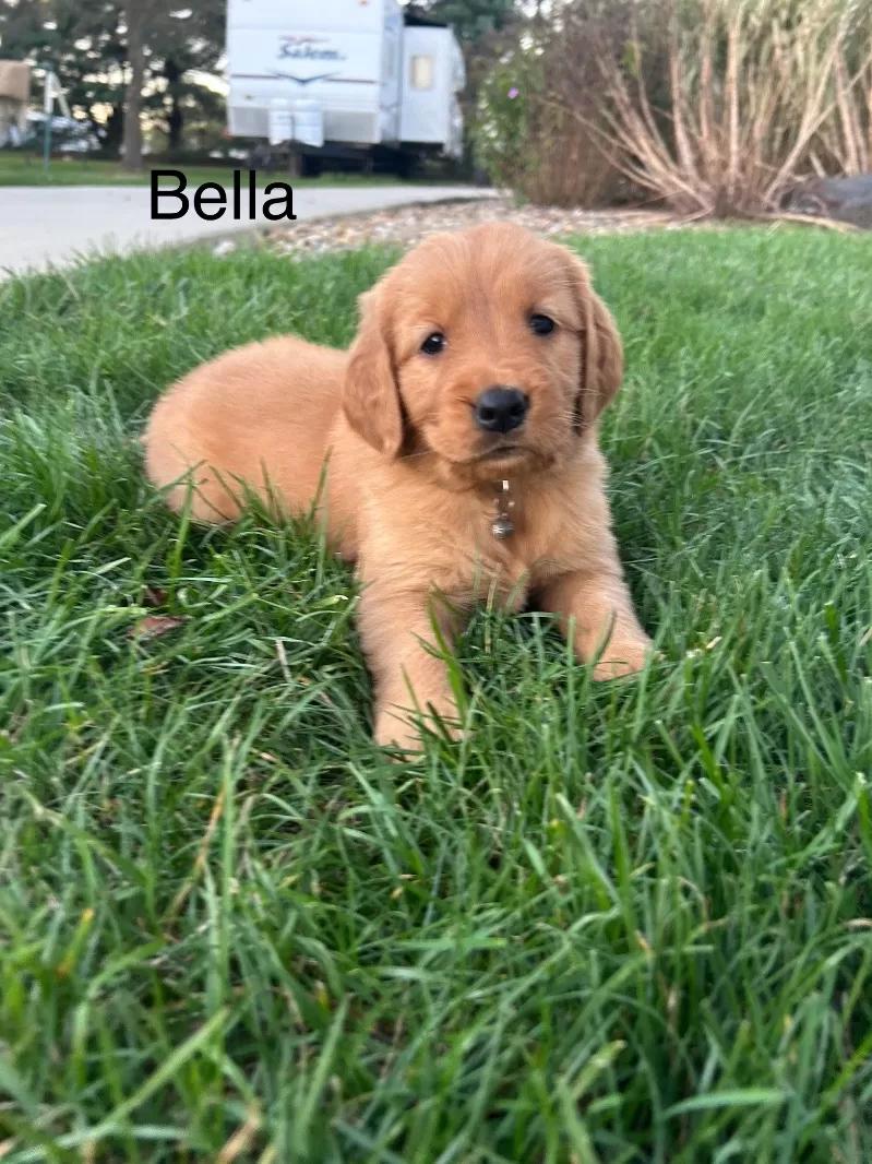 Bella