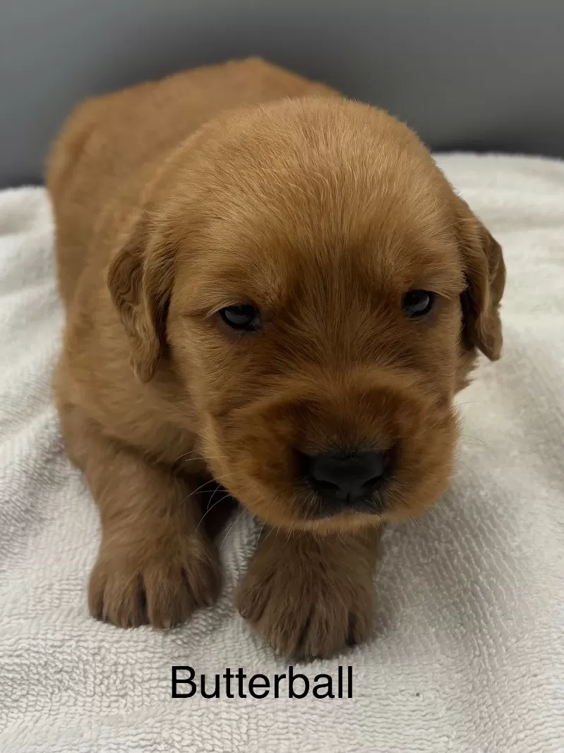 Puppy Name: Butterball