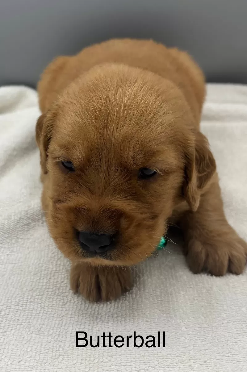 Butterball