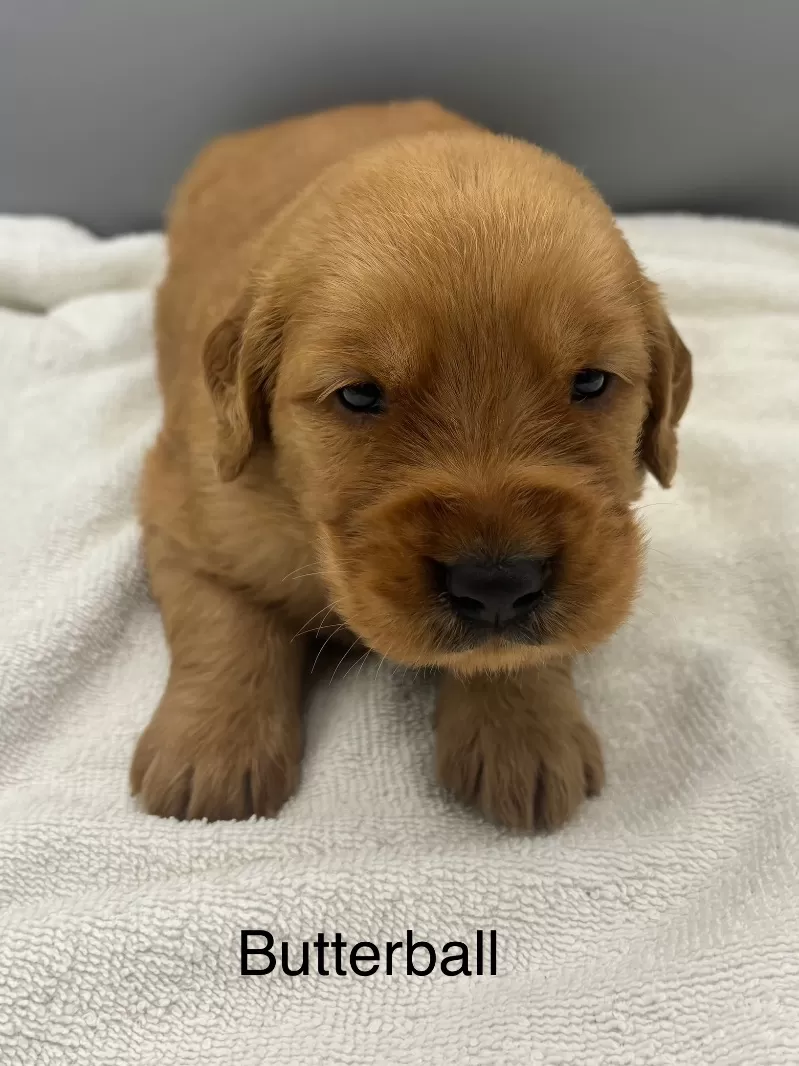 Butterball