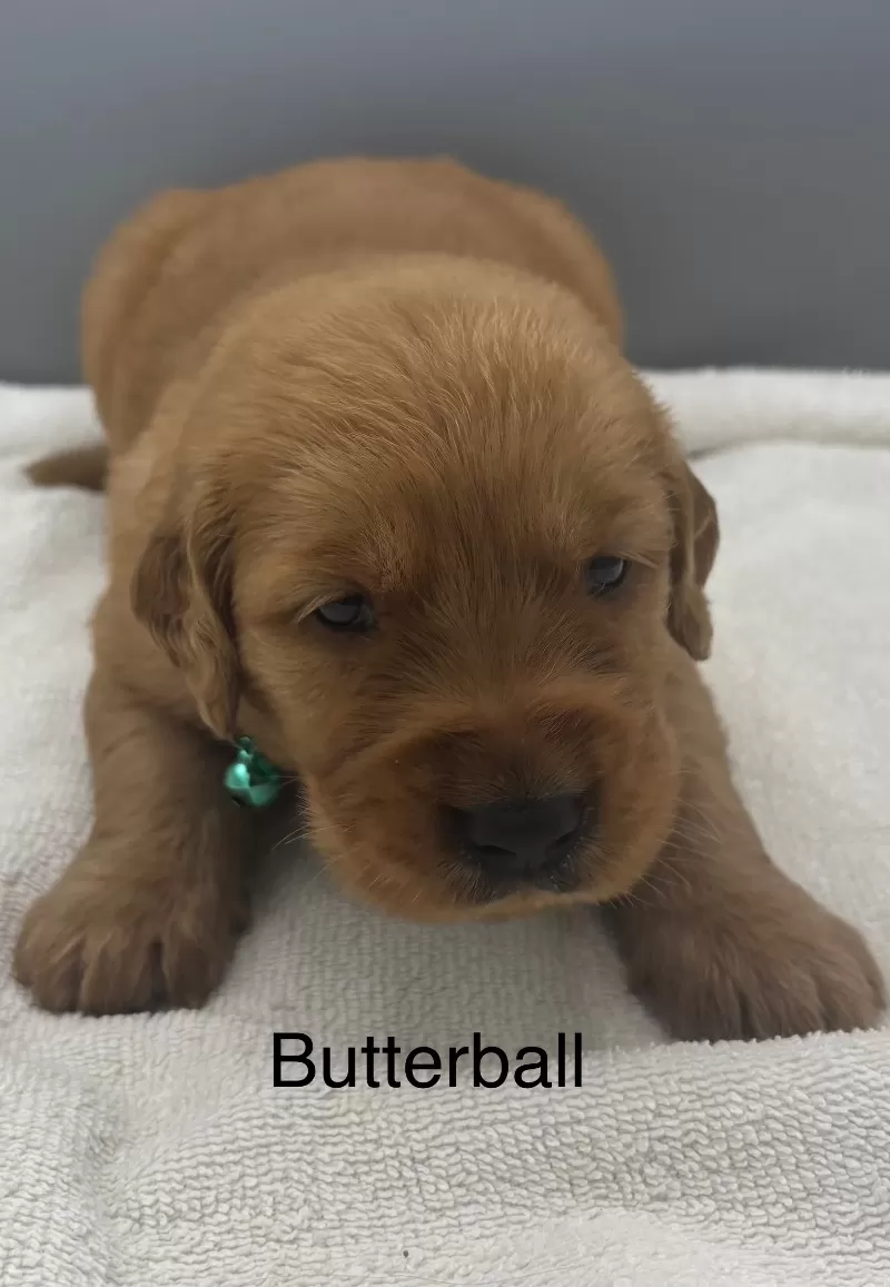Butterball